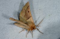 Crocallis elinguaria