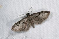 Eupithecia ericeata