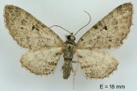 Eupithecia pusillata