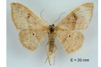 Idaea degeneraria