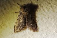 Achlya flavicornis
