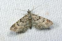 Gymnoscelis rufifasciata