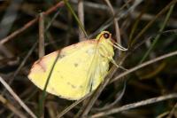 Opisthograptis luteolata