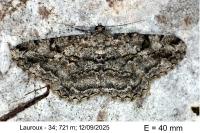 Peribatodes rhomboidaria rhomboidaria