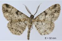 Peribatodes rhomboidaria rhomboidaria