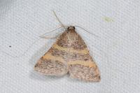 Perigune narbonea