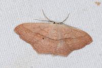 Scopula imitaria
