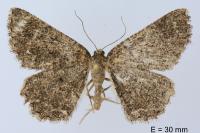 Selidosema taeniolaria