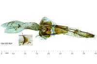 Selidosema taeniolaria