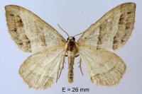 Mesotype parallelolineata