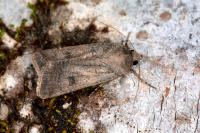 Agrotis trux