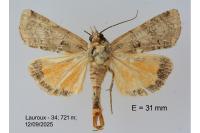 Epilecta linogrisea