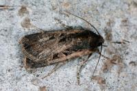 Euxoa obelisca obelisca