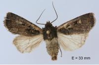 Euxoa obelisca obelisca