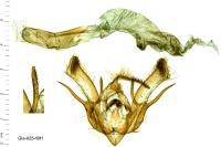 Euxoa obelisca obelisca