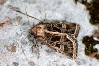 Leucochlaena oditis