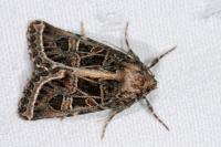 Leucochlaena oditis