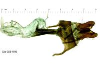 Luperina testacea