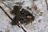 Mesapamea secalella