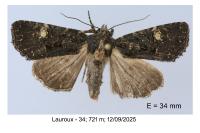 Mesapamea secalella