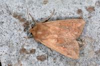 Mythimna albipuncta