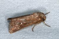 Mythimna albipuncta