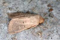 Mythimna ferrago