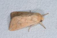 Mythimna vitellina