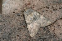 Polymixis dubia