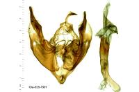 Polymixis dubia