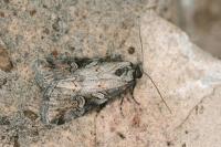 Stilbia anomala