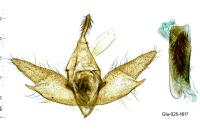 Stilbia anomala