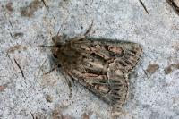 Thalpophila matura
