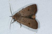 Xestia castanea