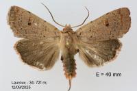 Xestia castanea