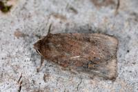Xestia xanthographa