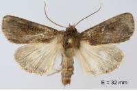 Xestia xanthographa