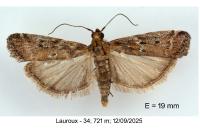 Delplanqueia dilutella