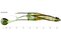 Phycitodes inquinatella
