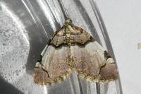 Anticlea derivata