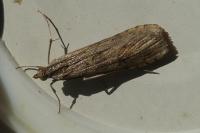 Nomophila noctuella