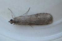 Nomophila noctuella