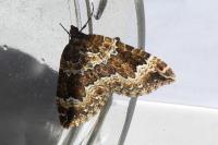 Lampropteryx suffumata
