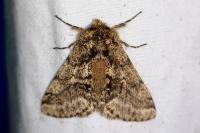 Lycia hirtaria