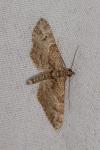 Gymnoscelis rufifasciata