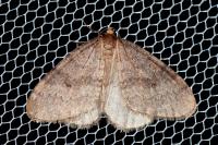 Operophtera brumata