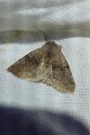 Orthosia incerta