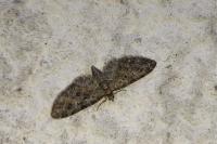 Eupithecia abbreviata