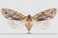 Asteroscopus sphinx