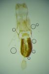 Eupithecia dissertata